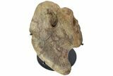 Hadrosaur (Brachylophosaurus?) Coracoid Bone w/ Stand - Montana #227735-2